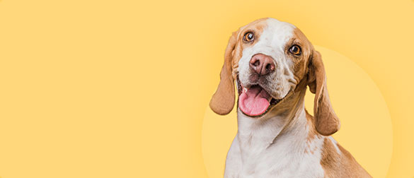 sub-banner2