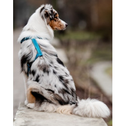 CHABA Szelki Guard Comfort Classic L morskie