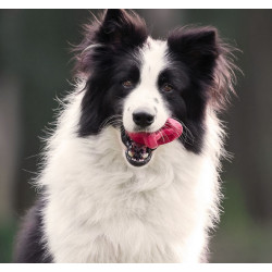 PetDreamHouse Zabawka gumowa Geo-Astro Rolly czerwona