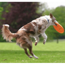 Trixie Rzutka dla psa Dog Activity 19cm [33561]