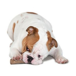 Petstages DogWood large patyk PS219