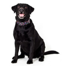 Dingo Obroża regulowana America Alabama 4,0cm/75cm