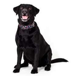 Dingo Obroża regulowana America Alabama 4,0cm/75cm