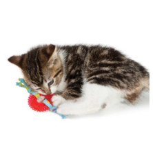 Petstages Koło do żucia dla kociąt PS715