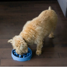Outward Hound Fun Feeder Mini Miska spowalniająca niebieska [67830]